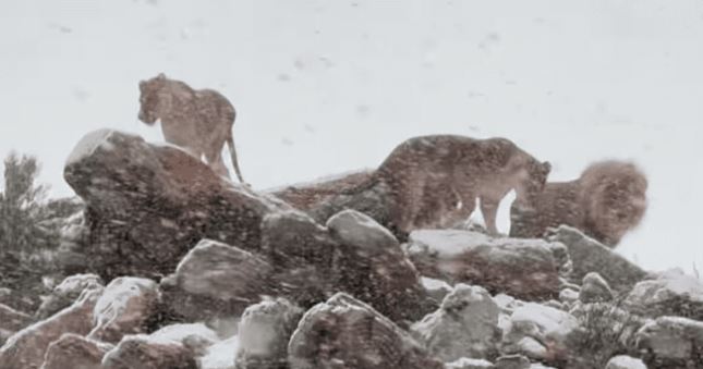 Cayó nieve en África