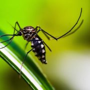 El dengue en México aumentó una vez más