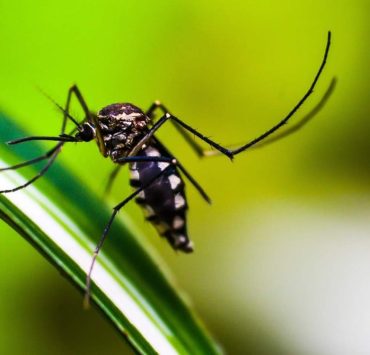 El dengue en México aumentó una vez más