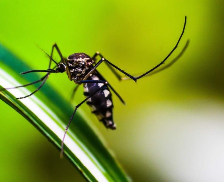 El dengue en México aumentó una vez más