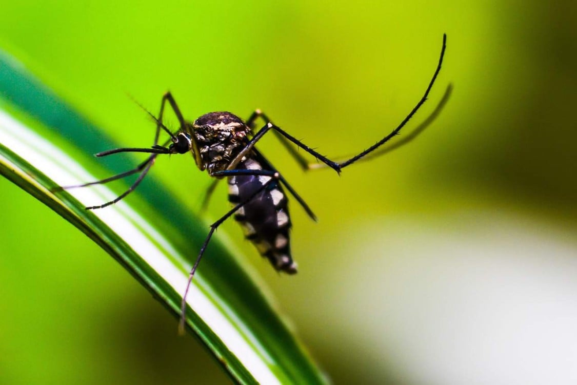 El dengue en México aumentó una vez más