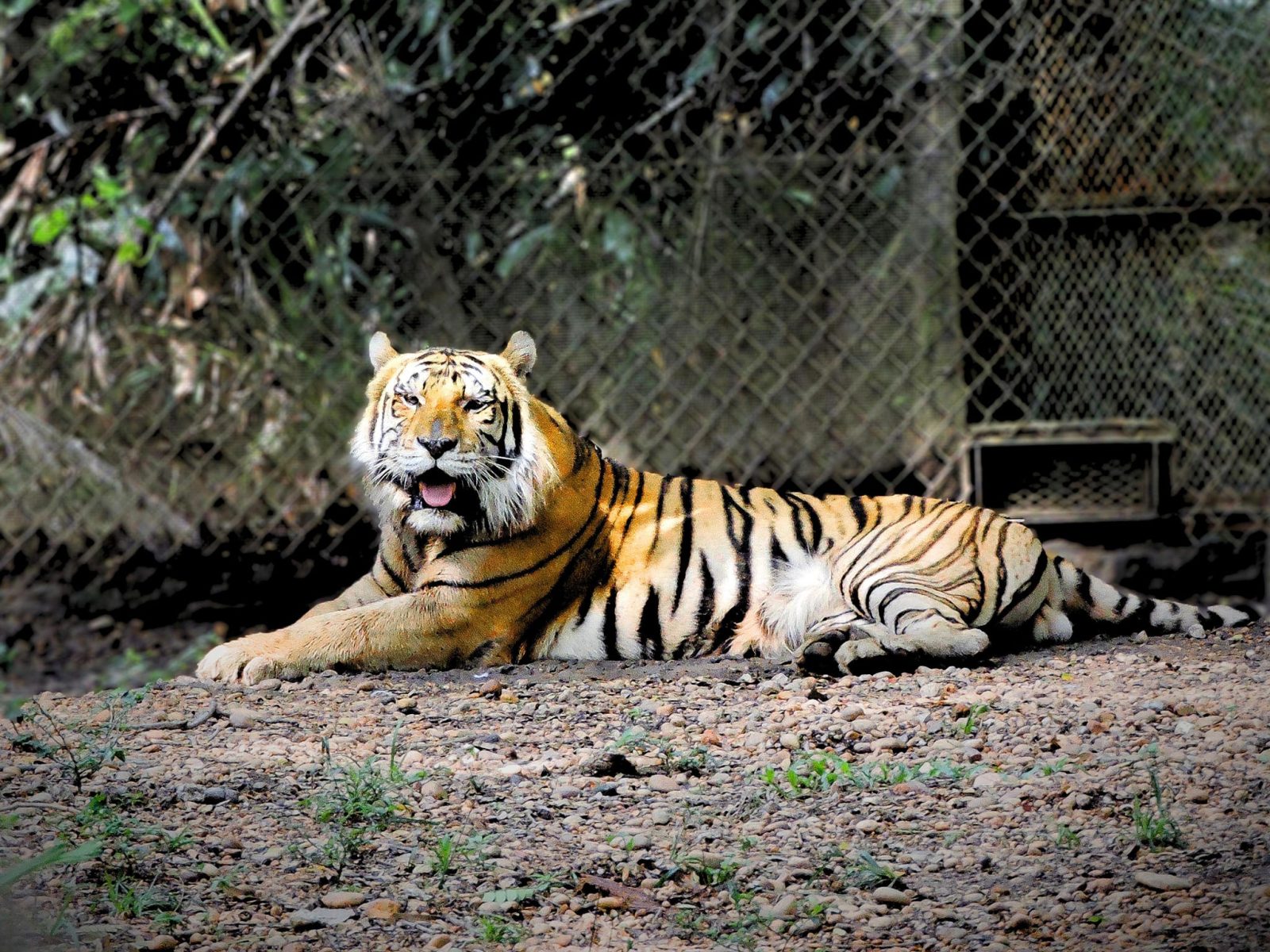 Muere tigre de bengala en el Yumká de Villahermosa