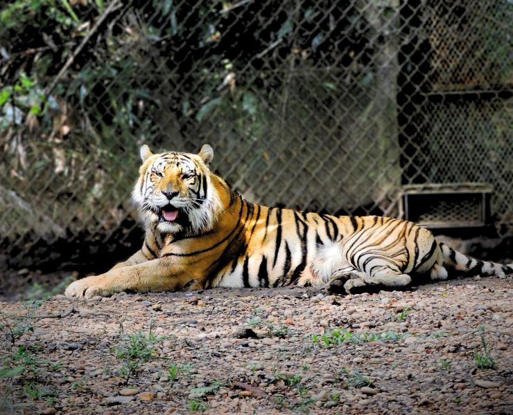 Muere tigre de bengala en el Yumká de Villahermosa