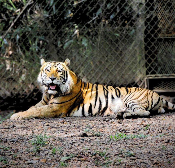 Muere tigre de bengala en el Yumká de Villahermosa