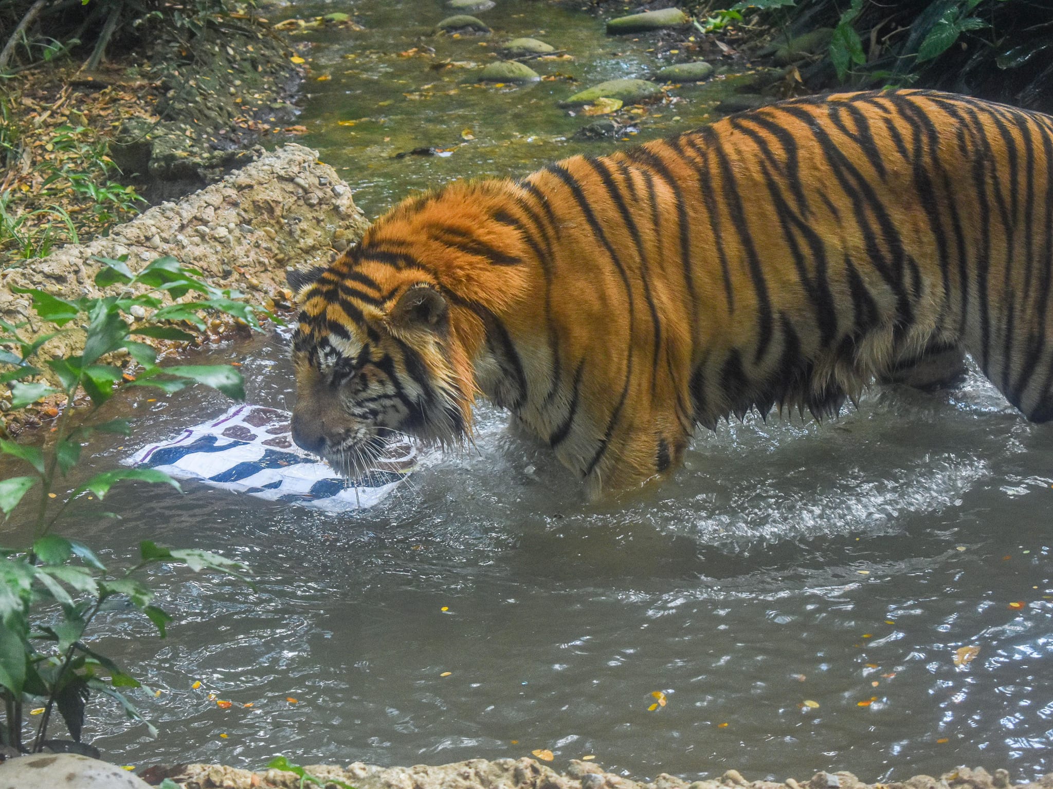 Muere tigre de bengala en el Yumká de Villahermosa 