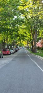  Avenida de la ciudad de Windsor, Canadá, donde  por ser un país primer mundista existe la cultura del cuidado y la preservación de la naturaleza.