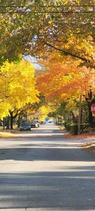 Mientras que en Windsor, Canadá, tienen mucho para presumir los árboles de Maple por los colores de sus hojas que cambian de tonalidades, así también por los diversos productos que procesan como la mundialmente miel de Maple, como otros artículos.