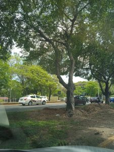 En el estacionamiento del Parque Tabasco " Reforest " siembra 47 arbolitos. De que se puede...se puede !..si puej'!!!