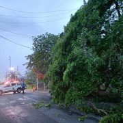 Tromba en Tabasco causó caída de árboles y mega-apagón