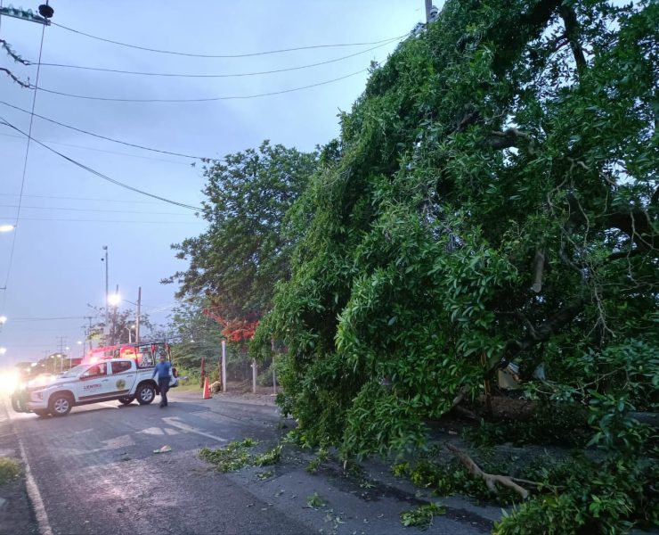 Tromba en Tabasco causó caída de árboles y mega-apagón