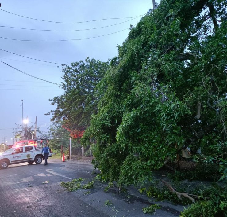 Tromba en Tabasco causó caída de árboles y mega-apagón