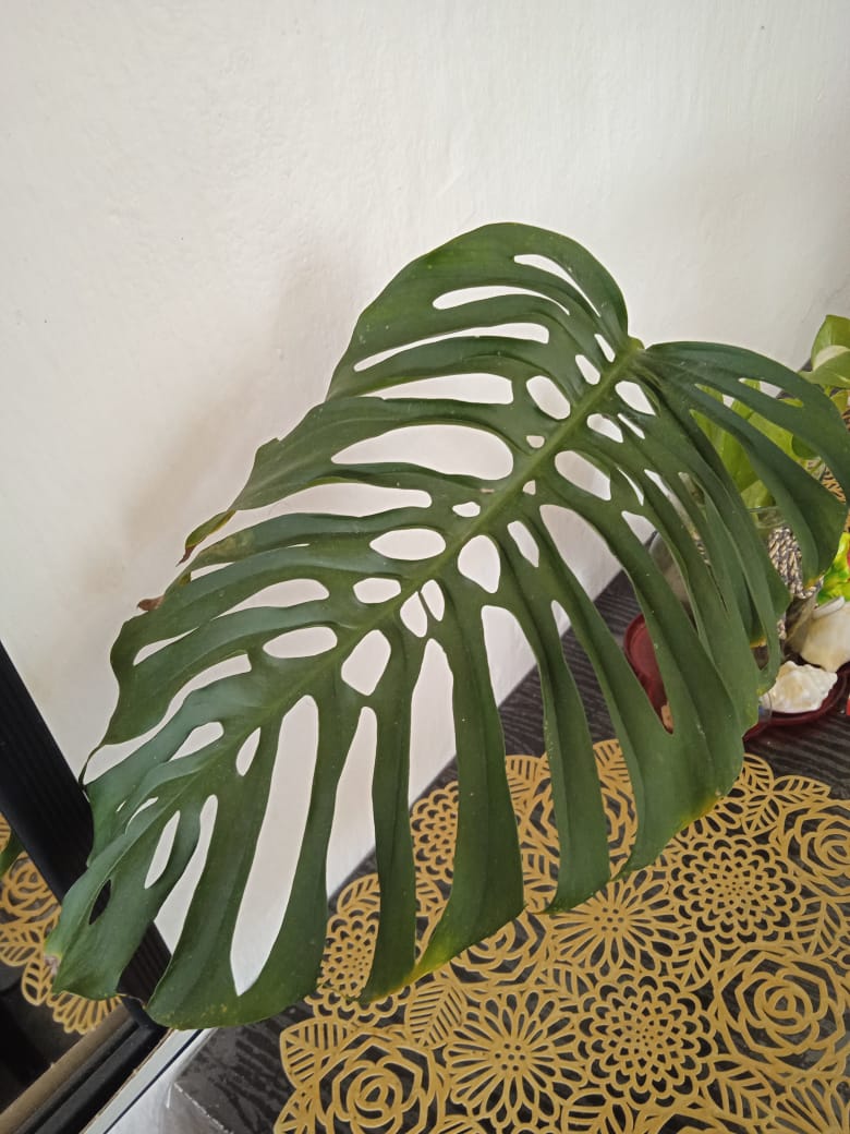 planta se llama Monstera