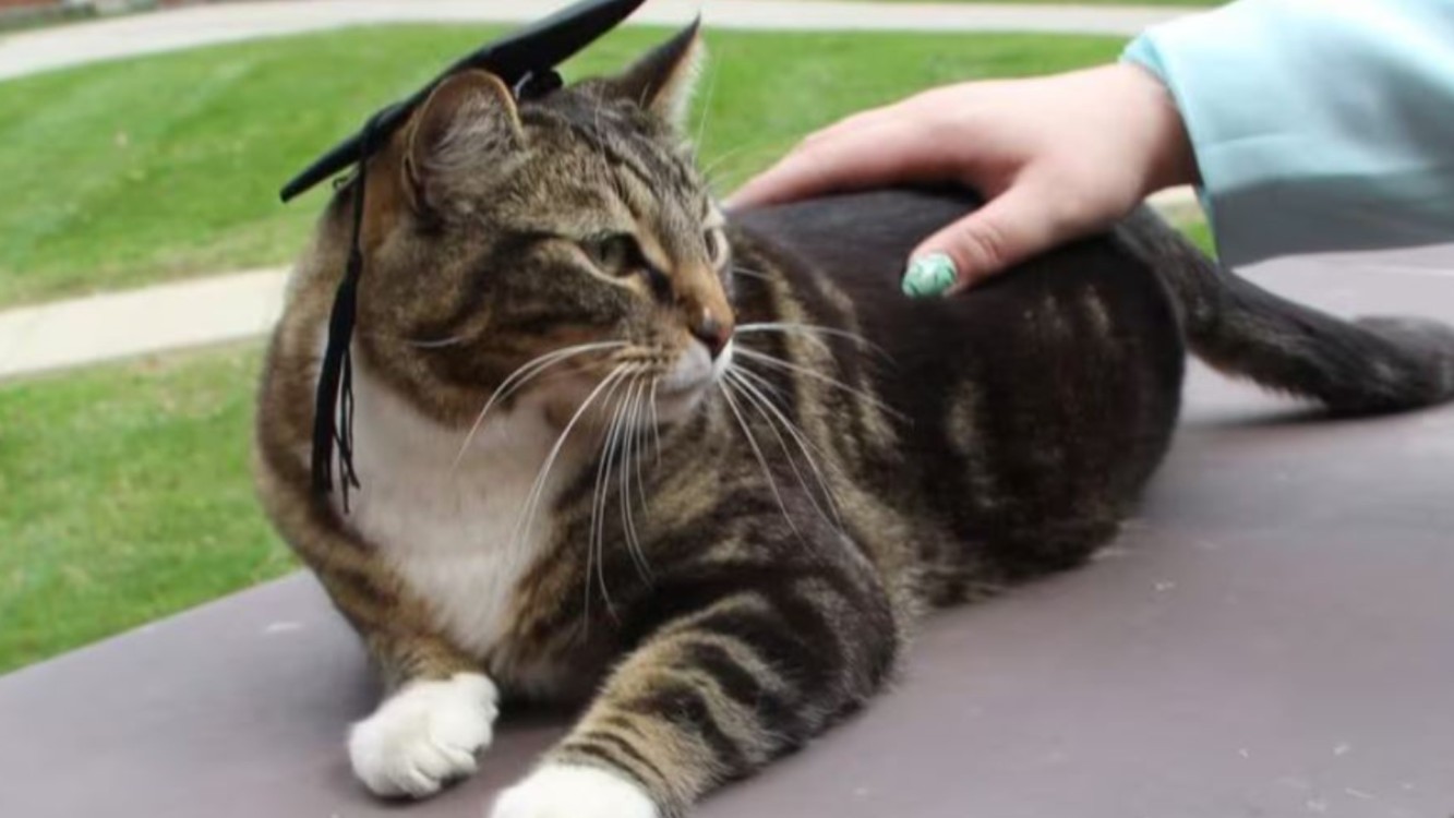 Un gato recibe doctorado en literatura