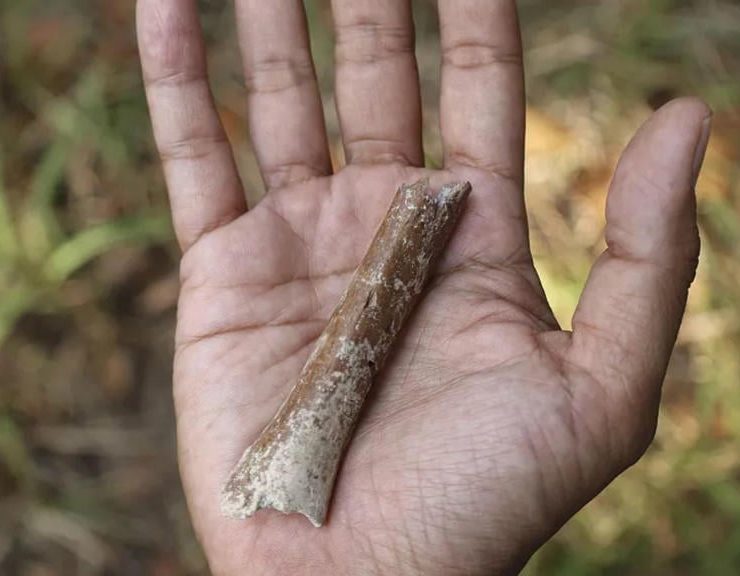 Descubren pequeño fósil de un humano