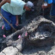 Encuentran un enorme cráneo de 13000 años