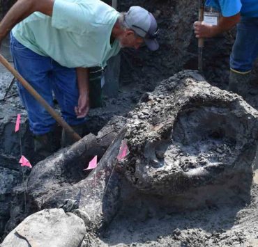 Encuentran un enorme cráneo de 13000 años