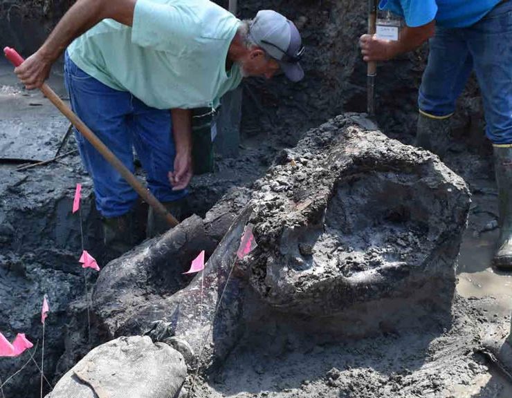 Encuentran un enorme cráneo de 13000 años