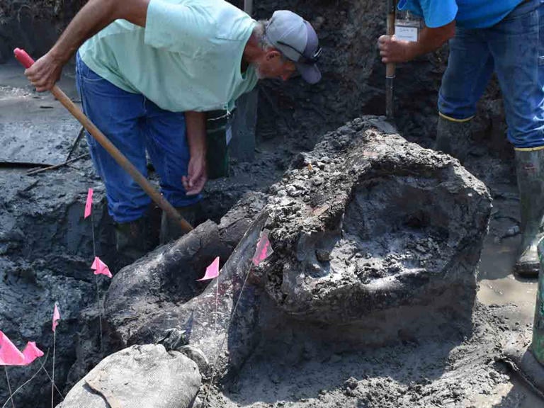 Encuentran un enorme cráneo de 13000 años