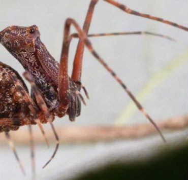 "Araña pelícano" una nueva especie