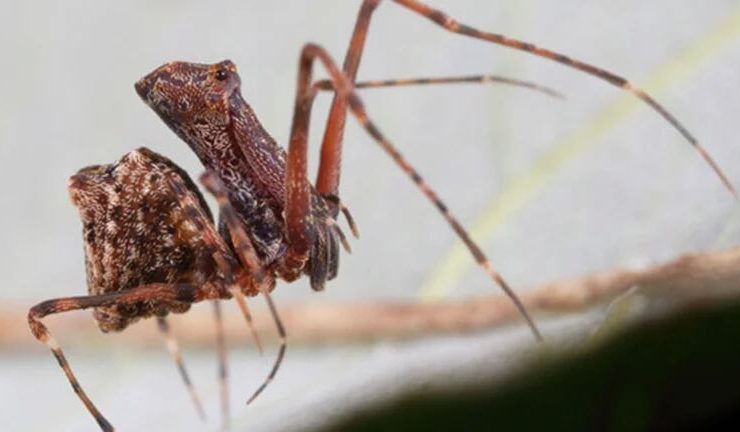 "Araña pelícano" una nueva especie