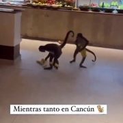 Un par de monos roban comida de un hotel