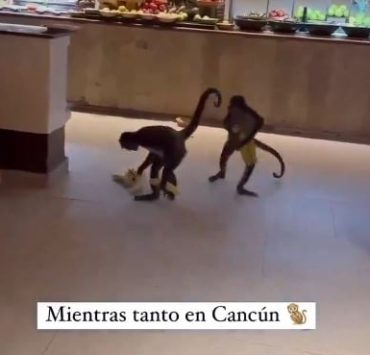 Un par de monos roban comida de un hotel