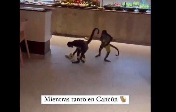 Un par de monos roban comida de un hotel