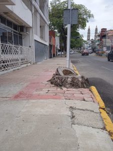 Hermosa panorámica donde se observan las jardineras centrales de Paseo Tabasco, con su formato grotesco y dónde las plantitas después de mucho tiempo de resistir sequías y falta de mantenimiento por parte de los gobiernos municipales después de Gerry Gau, serán eliminadas para hacer una especie de autopista.