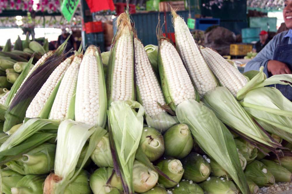 En India crean bolsas usando maíz