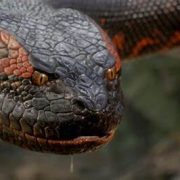 "Anaconda" tendrá un remake