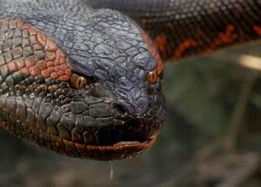 "Anaconda" tendrá un remake