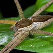 Enormes arañas surgen en Reino Unido