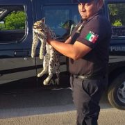 Rescatan un tigrillo atropellado en la carretera Cansahcab-Tizimín