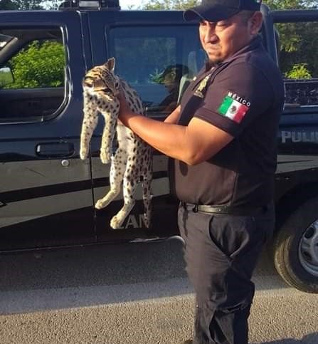 Rescatan un tigrillo atropellado en la carretera Cansahcab-Tizimín