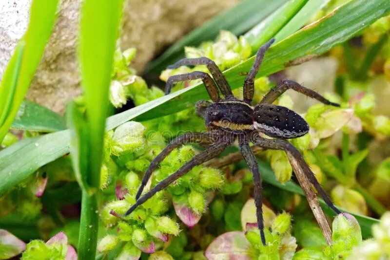 Enormes arañas surgen en Reino Unido