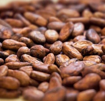 Incremento del precio del cacao afecta a Tabasco