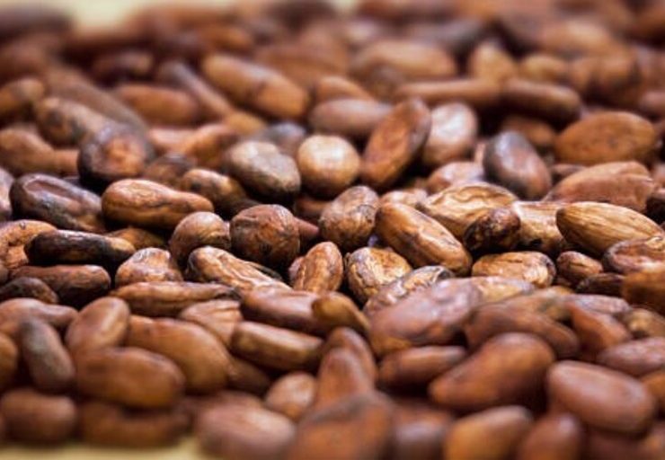 Incremento del precio del cacao afecta a Tabasco