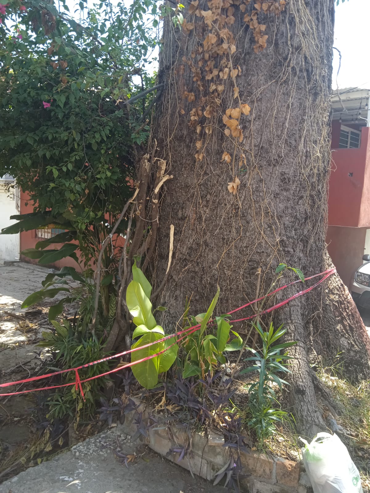 Ceiba en la Calle Uno de Villa Los Arcos