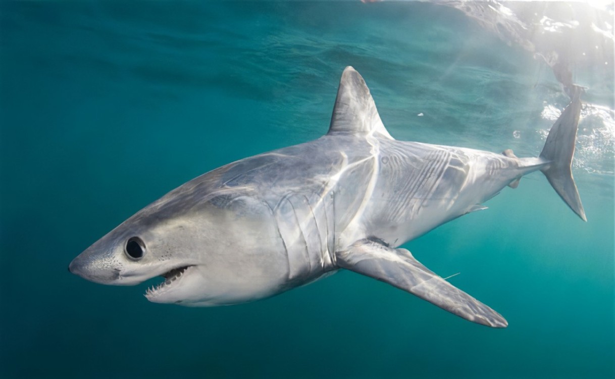 Un tiburón es devorado por otro