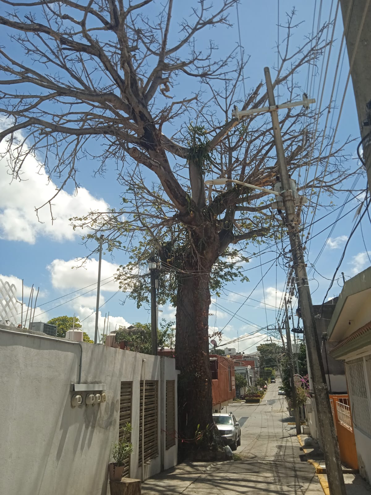 Esta es la perspectiva de la Ceiba