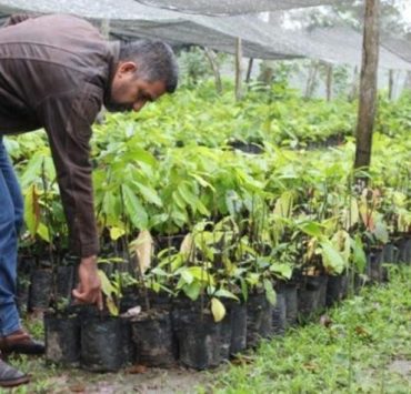 Sembrando Vida en Tabasco dará empleo