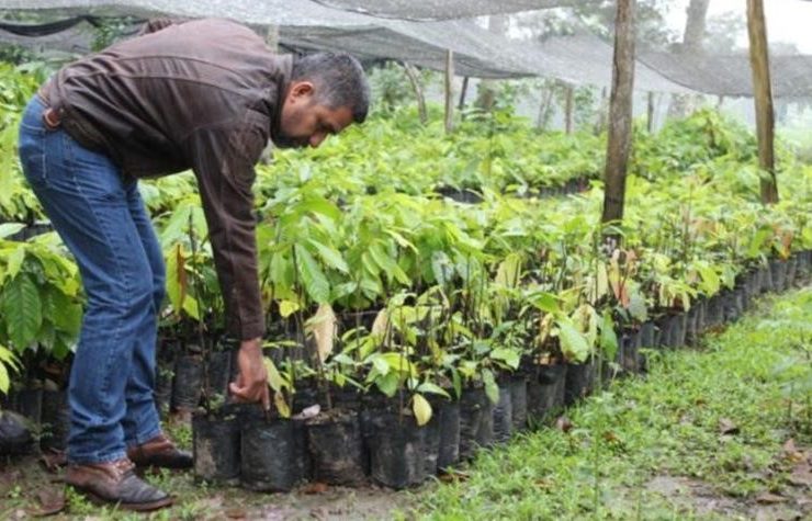 Sembrando Vida en Tabasco dará empleo