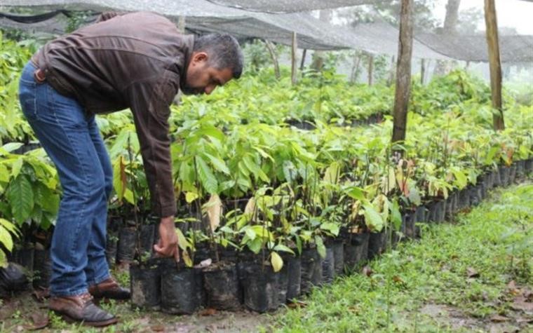 Sembrando Vida en Tabasco dará empleo