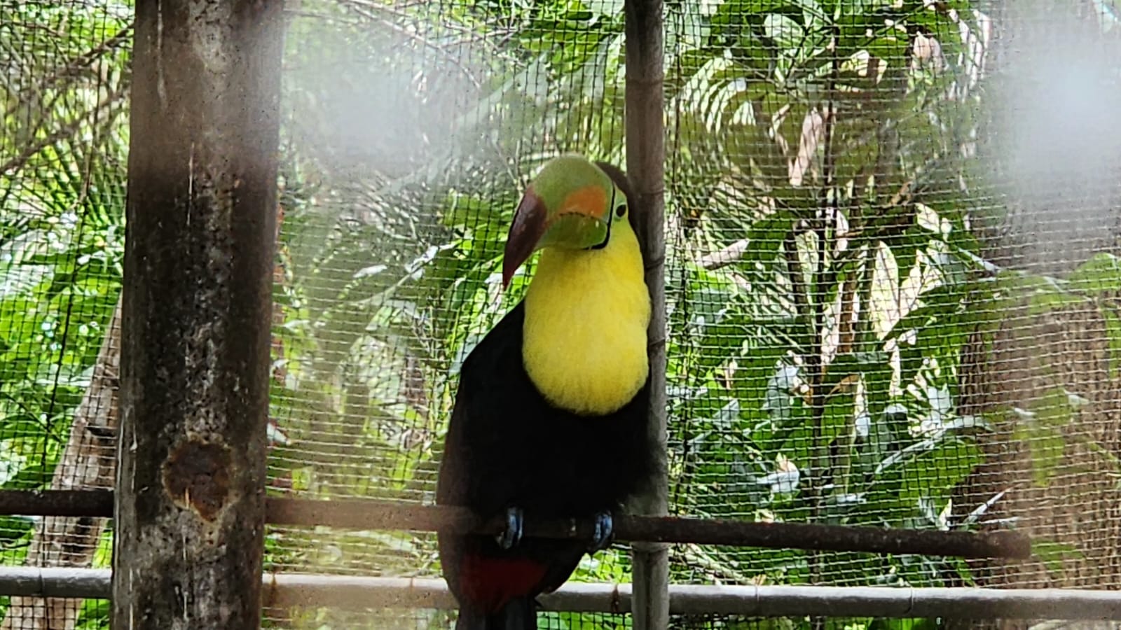 aves en el parque museo La Venta