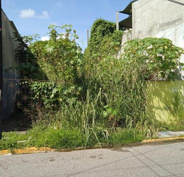 GRAFI-CASOS: En total abandono la colonia Reforma