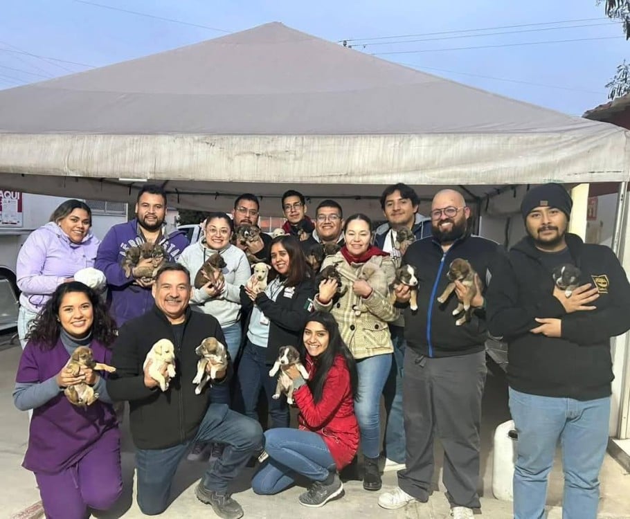 ¡Milagro de Vida! 24 perritos rescatados en Nuevo León estuvieron a punto de morir congelados