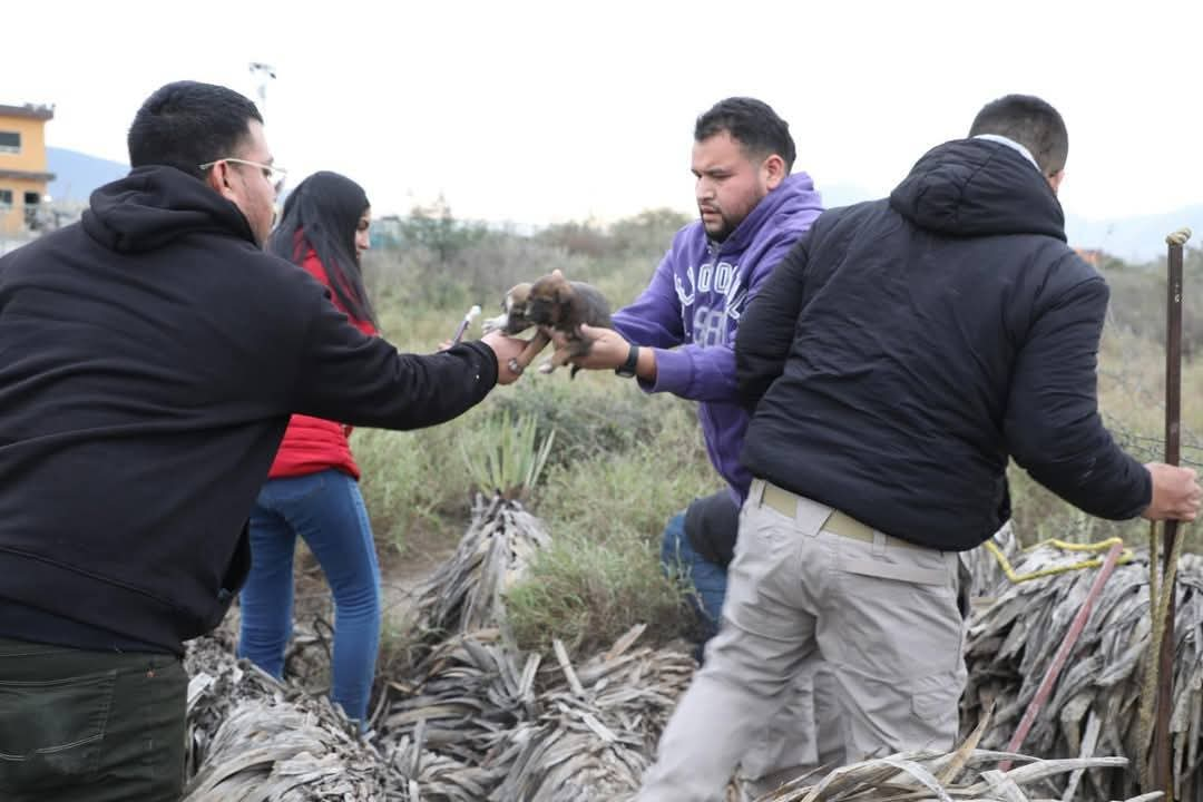 Unos 24 perritos abandonados en un lote baldío de Escobedo, Nuevo León, fueron salvados de morir de hambre y de frío