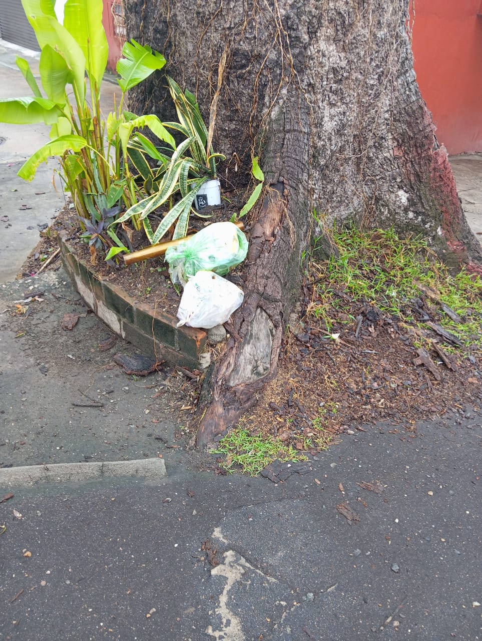 Ceiba de la Calle Uno del fraccionamiento Villa Los Arcos