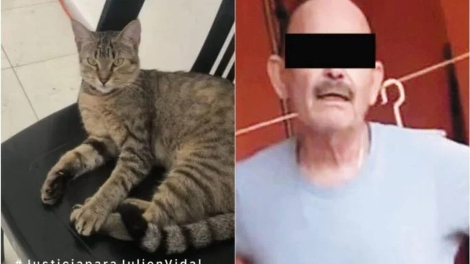 Detienen a sujeto por crueldad animal contra la gatita "Julien"