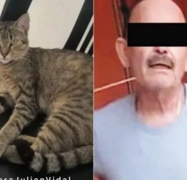 Detienen a sujeto por crueldad animal contra la gatita "Julien"